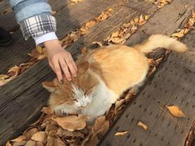 橘猫一夜未归,隔天有教授四处找猫主人