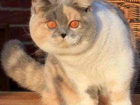 这些猫,竟然每一只,都!是!圆!的!