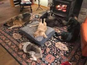 如果养了猫,就别再养其他动物了!因为…