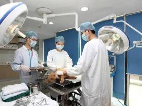 兽医远程诊疗成热门,全球疫情助推迎来黄金期