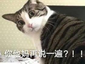 我以为我的猫丢了,原来…是我瞎了