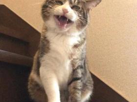 流浪猫被我带回家之后,看我的眼神就像欠了它几千万