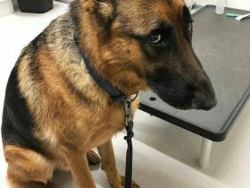 从宠物的眼神中,读出它们想要说的话