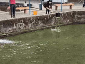 无耻!网友刚钓起小鱼,竟被猫偷袭当众抢走!