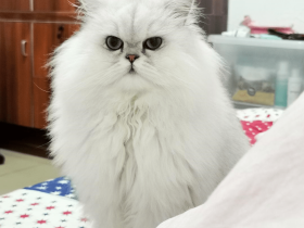 要说最表里不一的猫,那肯定是长毛猫了