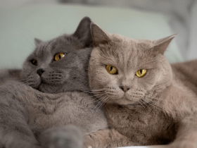 最甜的兄弟猫,实在是太太太太太上头了