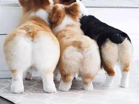 养了柯基后,铲屎官越来越胖,是什么体验?