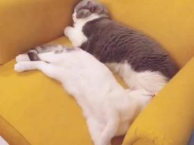 猫就是仗着自己可爱,为所欲为的小王八蛋!