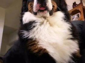 铲屎官晒与狗子的牵手照,网友留言:这丫的是熊掌吧 ?