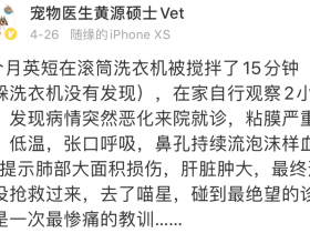 因为一时疏忽,我亲手“杀”了我的猫