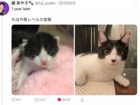 猫小时候像李荣浩,长大了像杨丞琳… 什么情况?