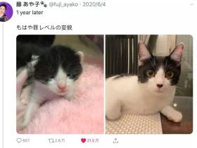 猫小时候像李荣浩，长大了像杨丞琳… 什么情况？