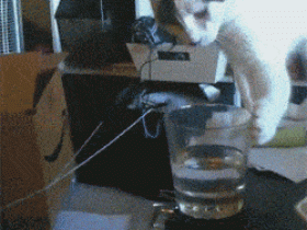 “自己选的猫,哭着也要养下去!”