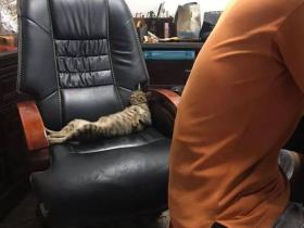有一说一,现在的猫咋跩得跟村口二大爷似的!