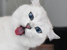 全球颜值最高的猫,年收入3500万!