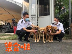 四只流浪狗入职阿里巴巴,网友:这下可不愁狗粮了!