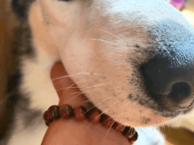 每一只狗狗,都是勇敢的“追蜂少年”