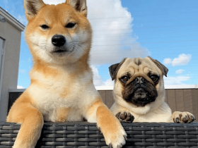 柴犬和巴哥的日常甜化无数人,网友:有点虐狗的意思