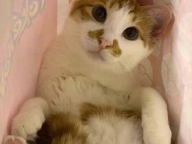 “喂!这辈子做我的猫…还开心吗?”