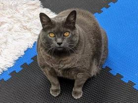 超励志!36斤大肥猫两年后脱胎换骨!网友直呼:猫都比我努力