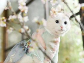 田园猫原来也可以这么好看,分享一组照片