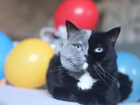 世界上最罕见的双面猫喜当爹!网友:看出来是亲生的
