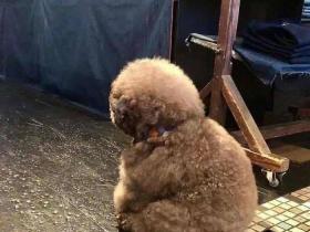 别人都在养狗,你为什么可以养球?