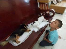 绝育完麻醉还没退,小主人以为狗死了,直接哭到崩溃瘫地