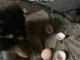 小狗偷吃两个蛋,结果被关了起来...