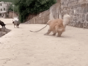 那只从不空手回家的金毛,“偷”的东西越来越贵了!