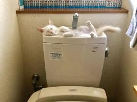 能管管猫吗?我们想上厕所