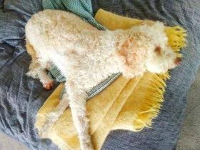 狗子玩累了回家,铲屎官再看到它时,差点被“绿”到发慌!