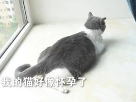 网友家的小母猫,怀了绝育公猫的娃?
