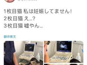 小猫咪被查出意外怀孕:“这到底是谁的孩子?”