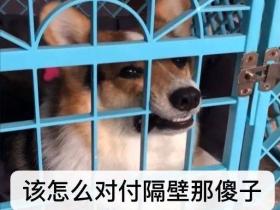 狗狗大型“吵架现场”:吵最凶的架,做最怂的狗