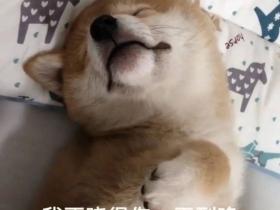 那些“被生活所迫”的狗狗,在职场上又是怎样的工作表现呢?