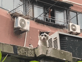 囧囧猫:有些猫注定要成为表情包,因为太丑了!