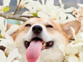 没断尾的柯基成了行走的表情包,网友:这才是狗狗该有的模样