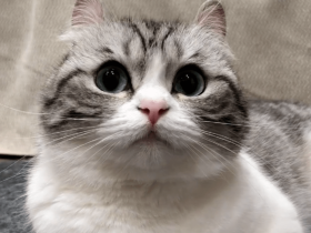 Ins上,有一只叫丸丸的“小萌喵”火了