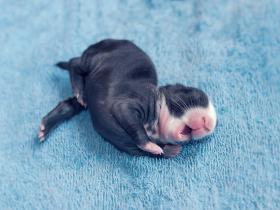 摄影师用照片记录:刚出生的兔子长大的过程