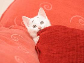 为什么要养猫?细数养猫的25个原因
