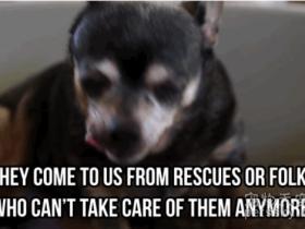 美国一家老龄狗公寓被曝光 所有的狗狗都会去天堂