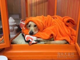 狗狗玩累了 只想躺在床上痛痛快快地睡一觉