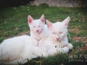 根本不需DNA验证  一看便知这些小猫是亲生的(25张)