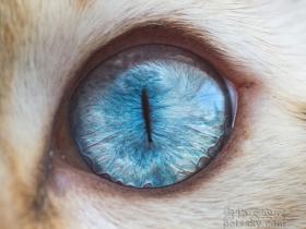 15张猫咪眼睛的近距离照片 给人一种超惊艳的感觉