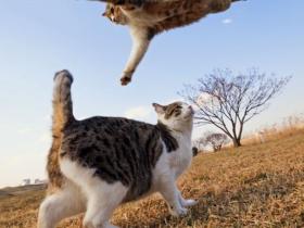 猫咪是天生的武学奇才 十八般武艺样样精通