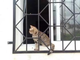 世界那么大 这只猫可能想出去看看