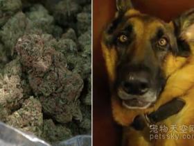 天上掉“1万美元”的大麻 让狗狗无家可归
