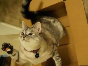 国外粉丝最多猫咪的15张照片 主人分享领养故事
