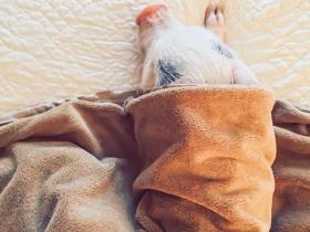 很多人对她养一头猪做宠物感到好奇 她分享出自己的悲伤故事